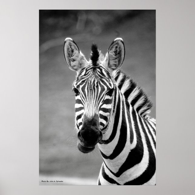 POSTER DSC_8249, Sorriso Zebra (Frente)