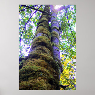 Póster Duas Árvores