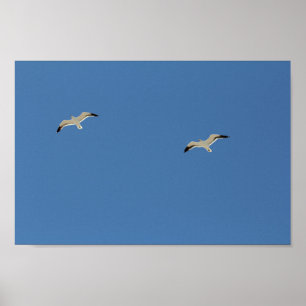 Poster Duas Aves De Caivota Voando Céu Azul Claro