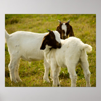 Poster Duas Cabras De Cabra Fresco