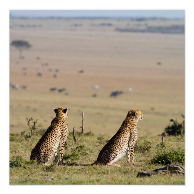 Póster Duas chitas no olhar (Frente)