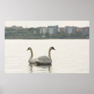 Póster Duas cisnes