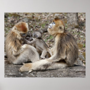 Póster Duas fêmeas de Macacos Dourados com recém-nascidos