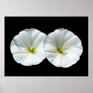 Póster duas flores brancas