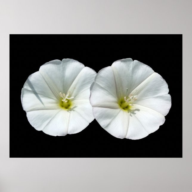 Póster duas flores brancas (Frente)
