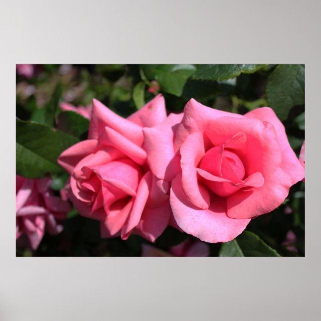 Poster duas flores de rosa rosa-quente perfeitas. amor (Frente)