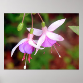 Poster Duas Flores Fuschia