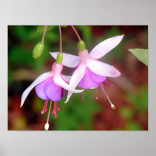 Poster Duas Flores Fuschia