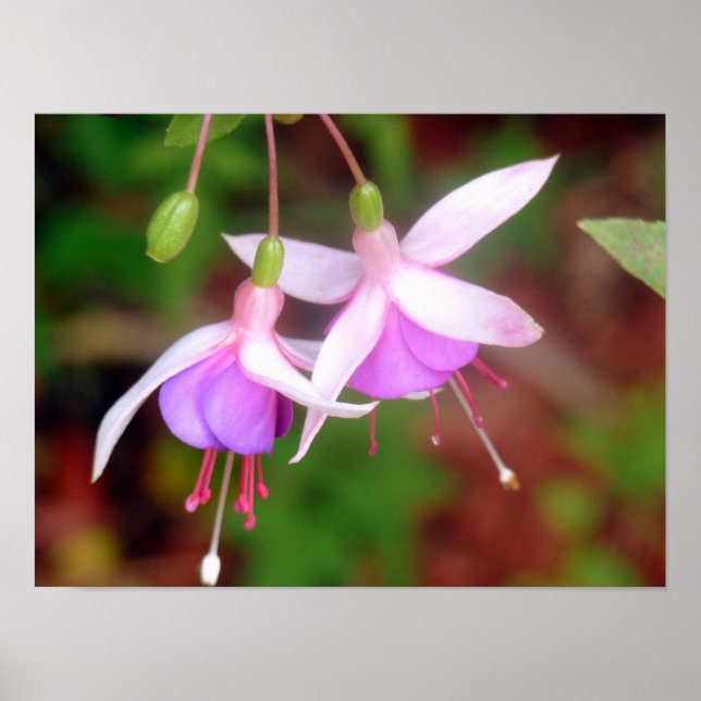Poster Duas Flores Fuschia (Frente)