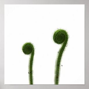 Póster Duas Folhas de Drosera Enroladas