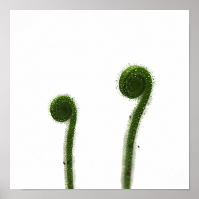 Póster Duas Folhas de Drosera Enroladas (Frente)