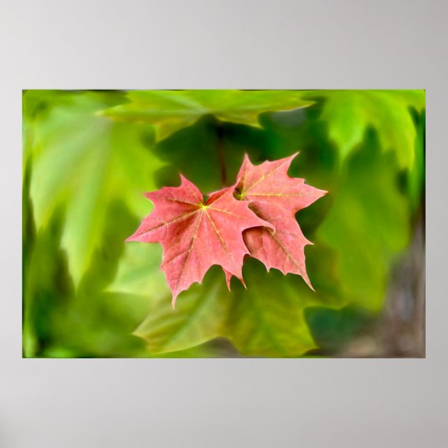 Poster Duas folhas de maple (Frente)