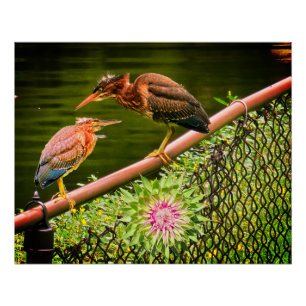 Póster Duas garças-verdes