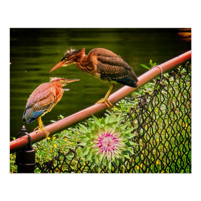 Póster Duas garças-verdes (Frente)