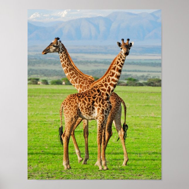 Poster Duas Girafas (Frente)