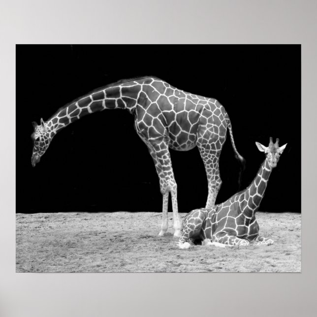 Poster Duas Girafas em Preto e Branco (Frente)