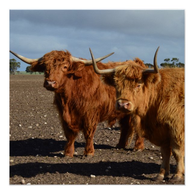 Póster Duas Grandes Vacas Marrons Em Highland, (Frente)