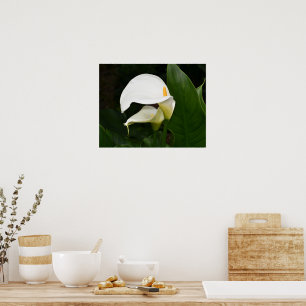 Poster Duas Lírias-de-água Brancas Fotografia Floral