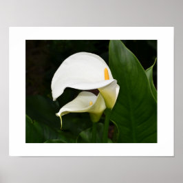 Poster Duas Lírias-de-água Brancas Fotografia Floral