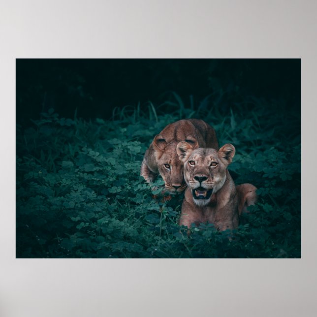 POSTER DUAS LONGAS EM PLANTAS VERDES (Frente)