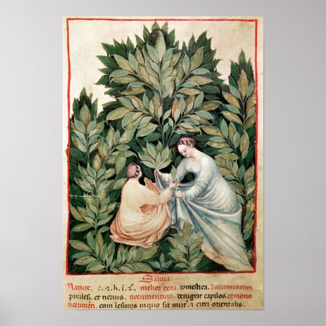 Póster Duas mulheres escolhendo sábio, de Tacuinum (Frente)