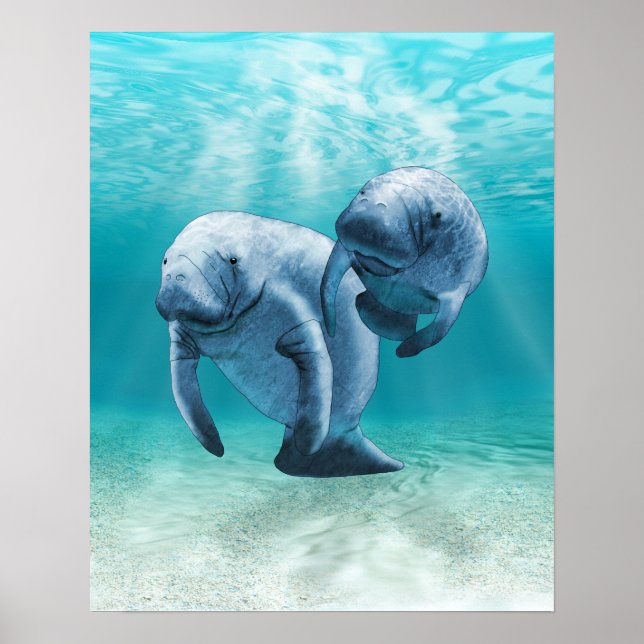 Póster Duas Nadações de Manateus (Frente)