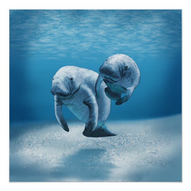 Póster Duas Nadações de Manateus (Frente)