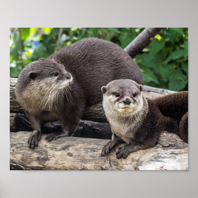Póster Duas Otters Geladas | Outra (Frente)
