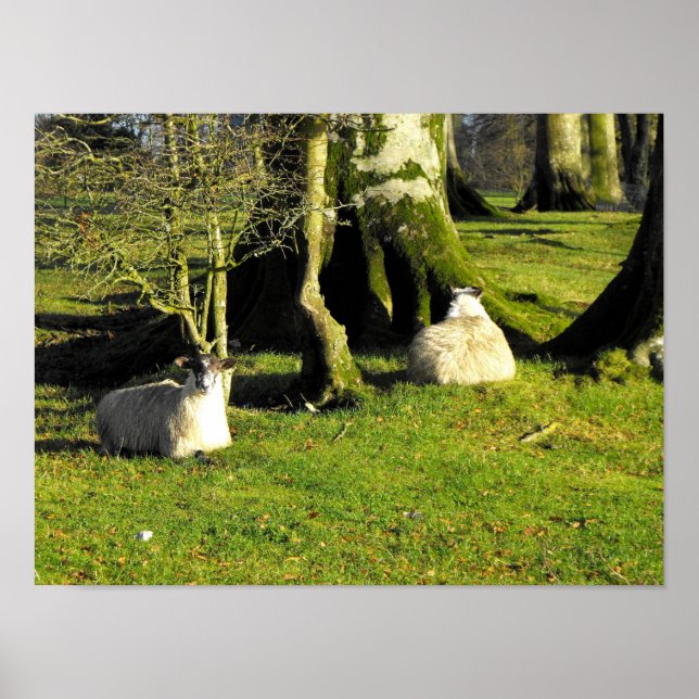 Póster Duas ovelhas em repouso (Frente)