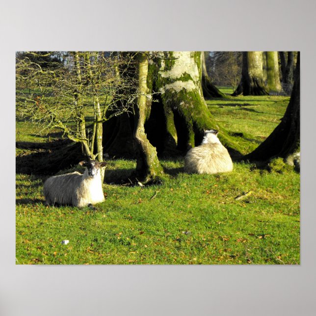 Póster Duas ovelhas em repouso (Frente)