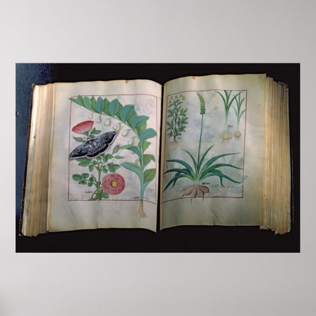 Póster Duas páginas representando Rosa e Alho (Frente)