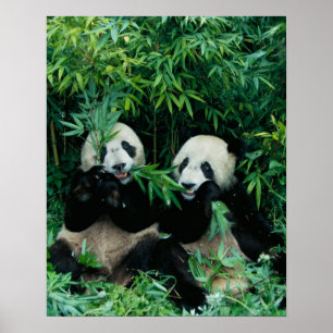 Póster Duas pandas que comem o bambu junto, Wolong, 2