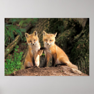 Poster Duas pantufas de Raposa Vermelha na frente de seu