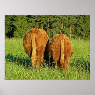 Poster Duas partes traseiras do gado das montanhas em