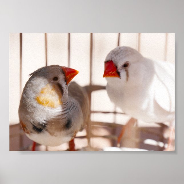 Poster Duas Pássaros Finch Cordiais em Gaiolas (Frente)