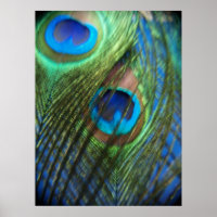 Duas Penas Azuis de Peacock
