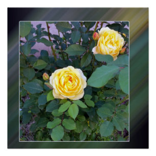 Póster duas rosas amarelas