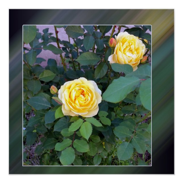Póster duas rosas amarelas (Frente)