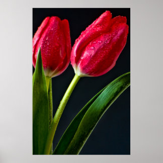 Póster Duas Tulipas