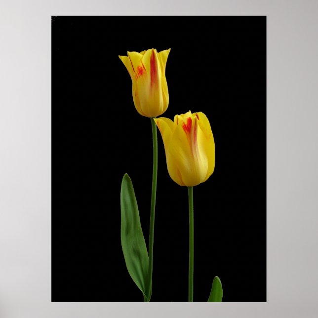 Poster Duas tulipas amarelas (Frente)