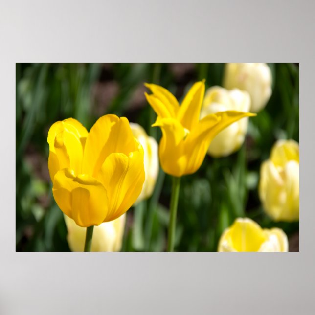 Poster Duas tulipas amarelas no campo pfoto (Frente)