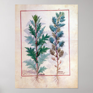 Póster Duas variedades de Artemesia