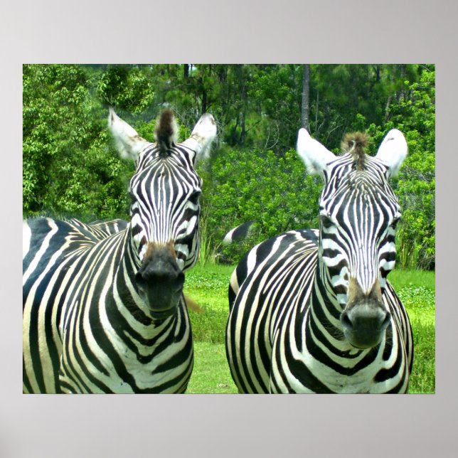 Póster Duas Zebras em Prado Verde (Frente)