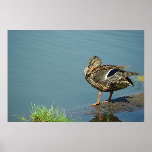 Poster Duck (Frente)