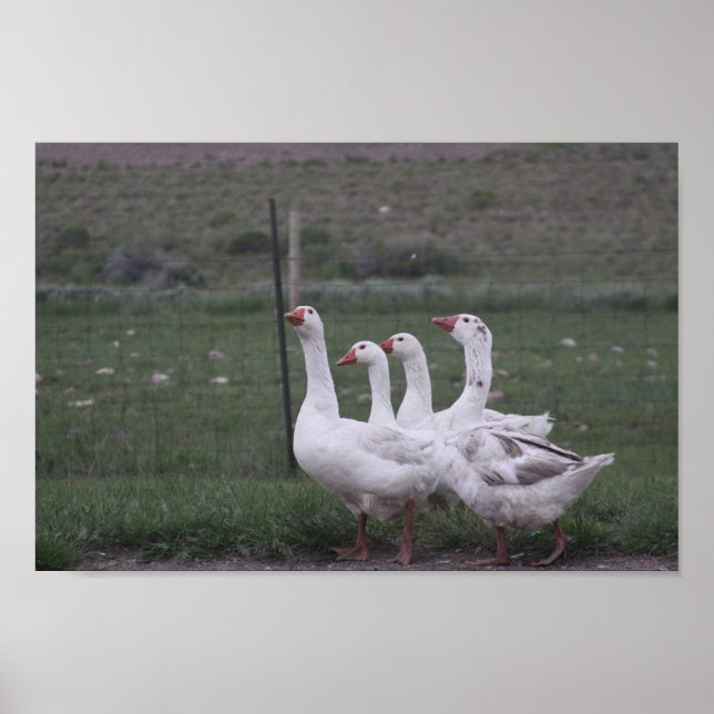 Poster Duck (Frente)