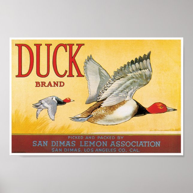Poster Duck Lemon San Dimas Los Angeles County California (Frente)