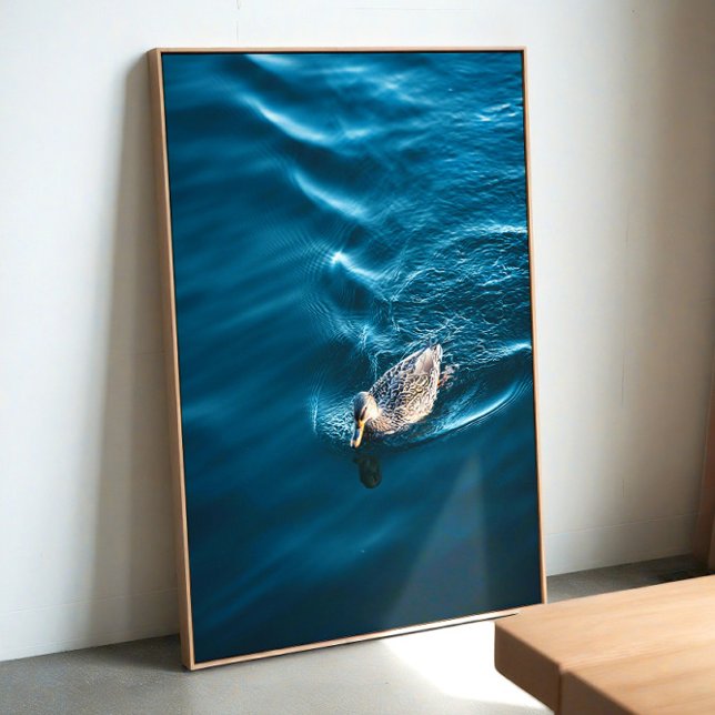 Poster Duck Swimming (Criador carregado)