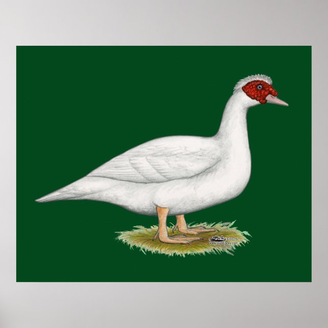 Póster Duck White Muscovy (Frente)