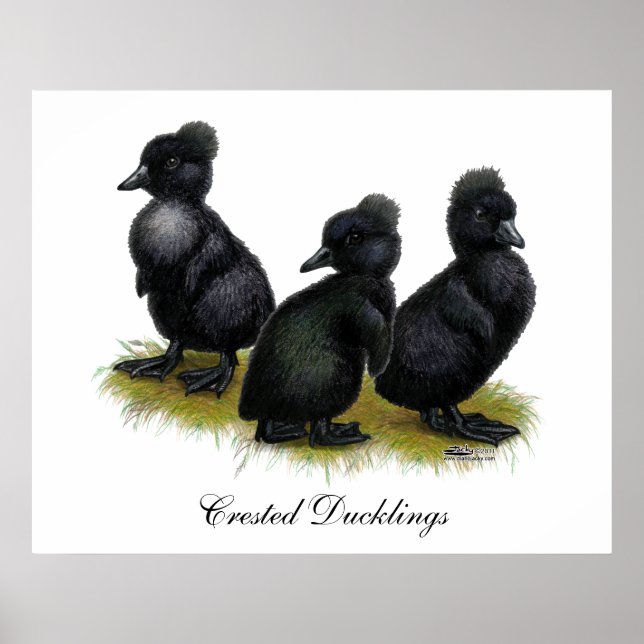 Póster Ducklings Preto (Frente)