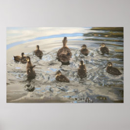 Poster Ducks Swimming